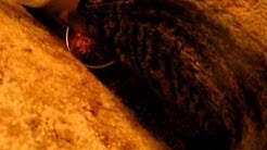 My cat plays fetch!