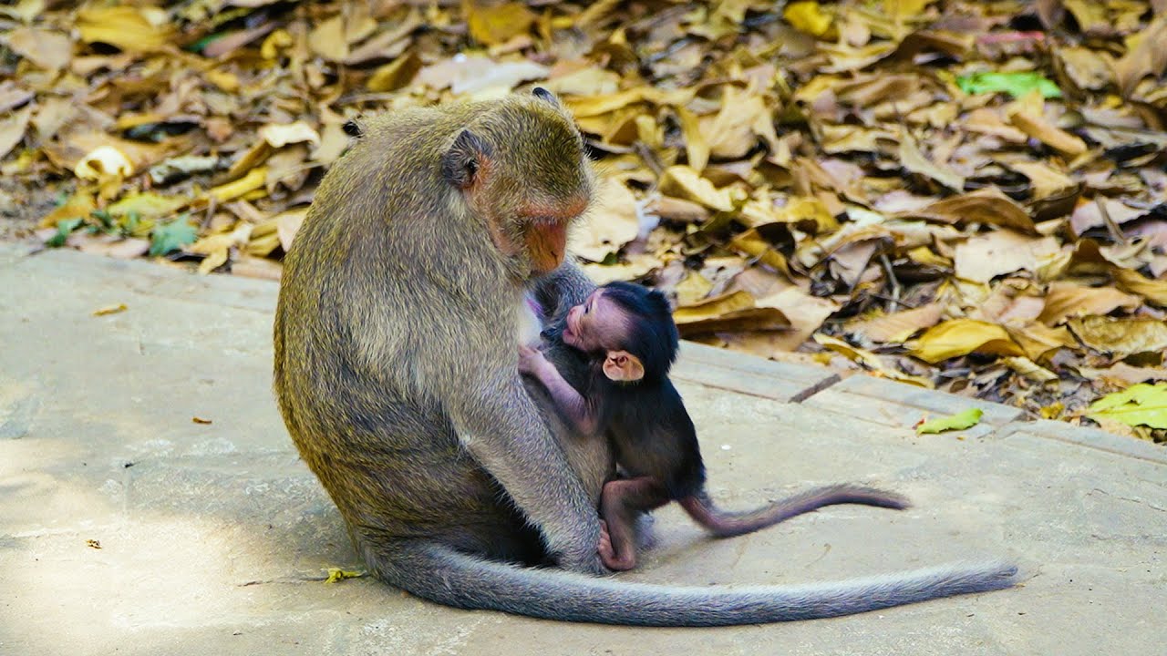 Monkey BUTTON Get Asking Milks From Starving Baby Monkey | Full Video Action