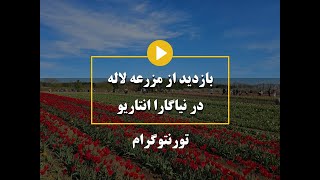 چیدن گل لاله در یک مزرعه انتاریو کانادا