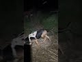 Bloodhound Tracking Practice at Night #bloodhound #tracking #game #recovery #hunting #practice