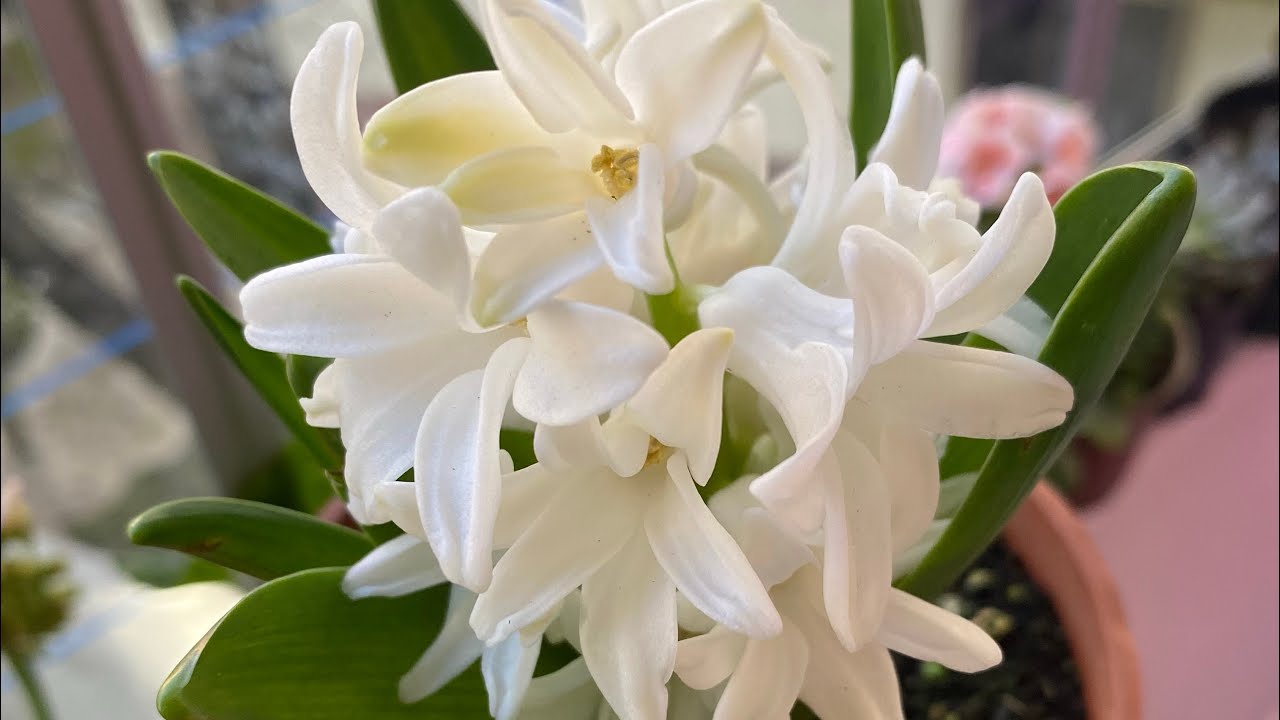 Sümbül sihirbaz sardunya shrek kulağı ♥️#aboneolmayiunutmayin #keşfet #sardunya #sümbül #keşfetbeni 