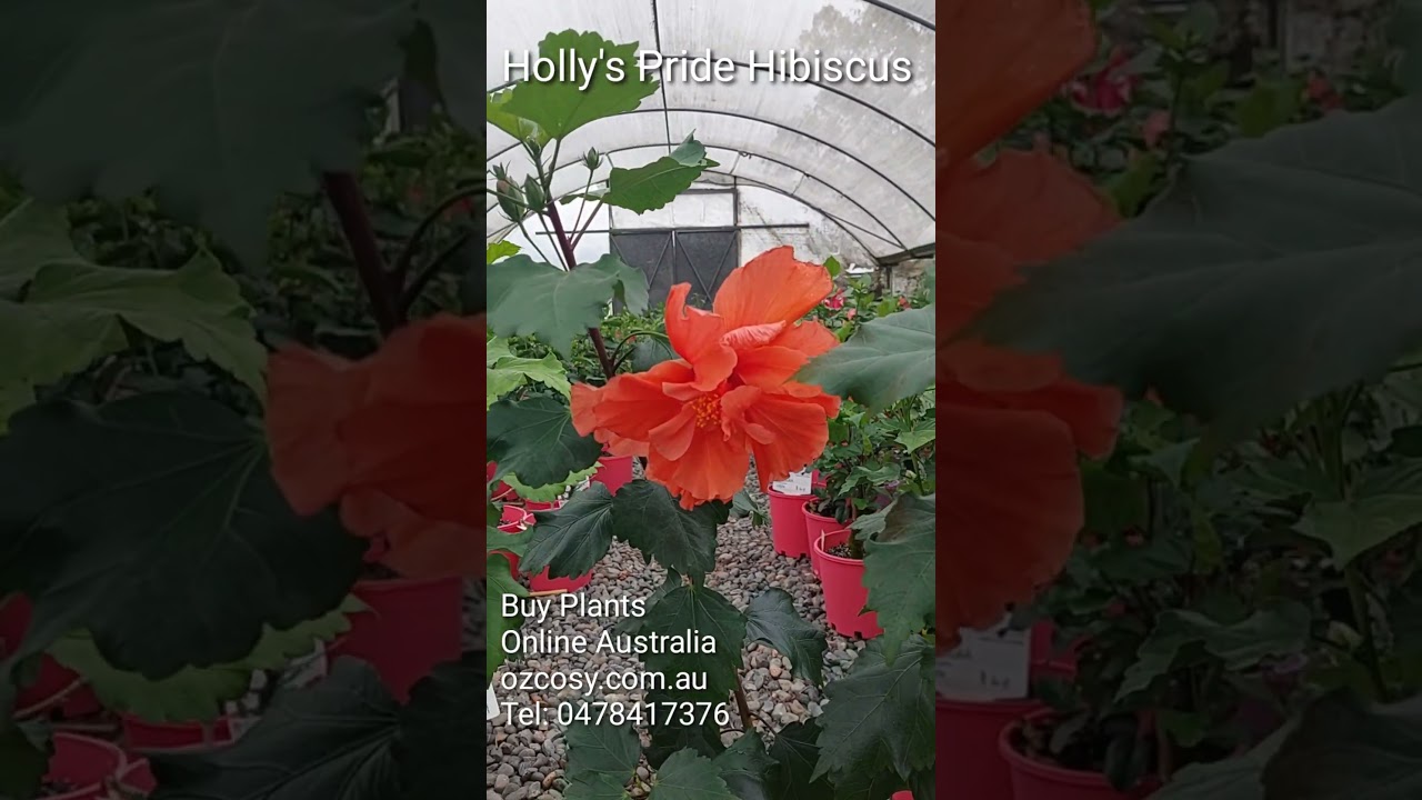 Holly's Pride Hibiscus - apricot double hibiscus flower  