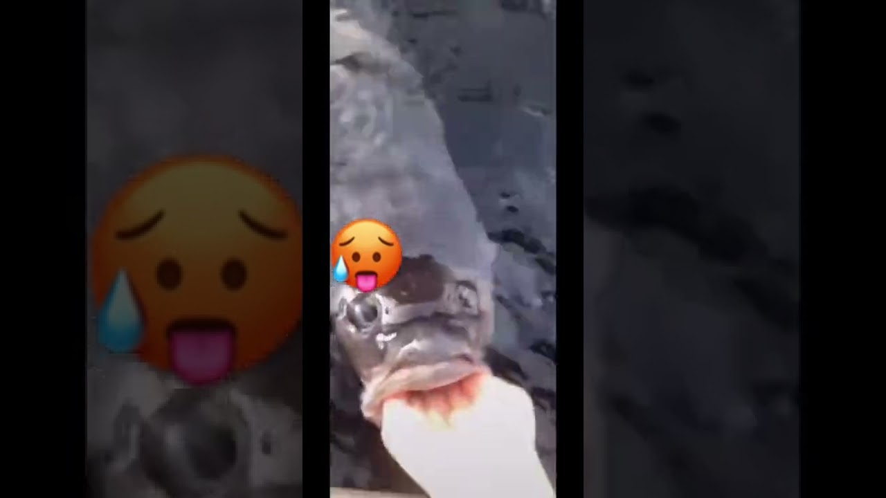 POV: The Fish Is Sus