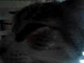 Gatos  chistosos