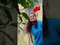 youtube#youtubeshorts /lovesong #shortsvideo