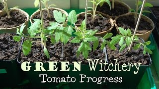 Green Witchery - Tomato Progress
