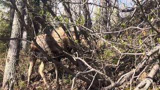 Cute Little Moose Happy for Spring by ComeTravelWithUs 35 views 2 weeks ago 1 minute, 55 seconds