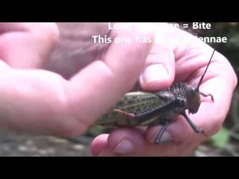 Red winged grasshopper of Costa Rica