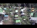 MAS DE 100 NUCLEOS DE 3 CUADROS  EN UN  MES#apicultura #abejas