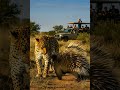 Will the leopard mess with the porcupine...or back off instantly? Watch now! #animal #viral #shorts