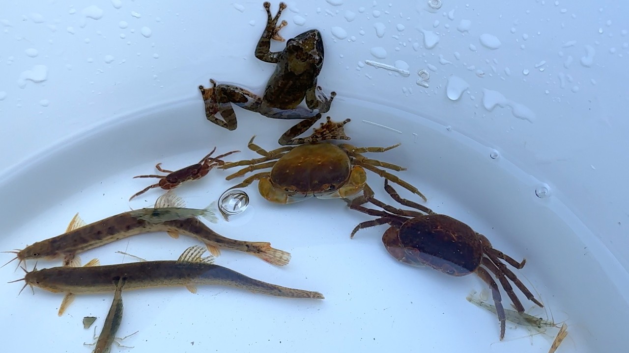 日本の川での探検で、とんでもない生き物を発見！カエル、カニ