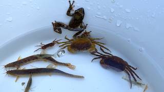 日本の川での探検で、とんでもない生き物を発見！カエル、カニ