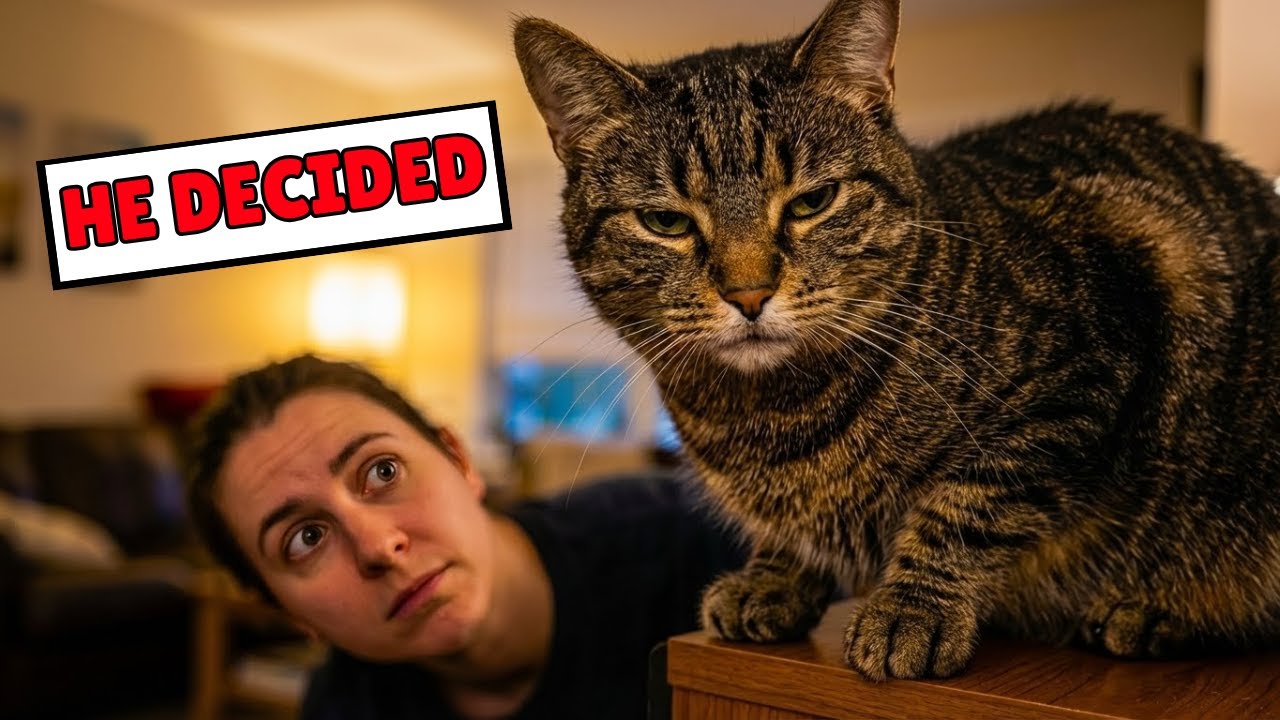 Ваш кот определил ваше место в своем мире — вы номер один?