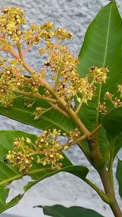 Proses Pembuahan Bunga Mangga.