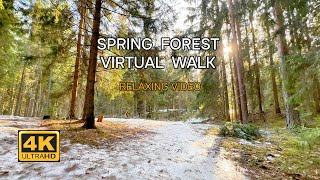 Spring tranquility: 4K virtual walk through the awakening forest.