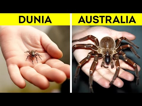 Video: Laba-laba Australia: deskripsi, spesies, klasifikasi, dan fakta menarik