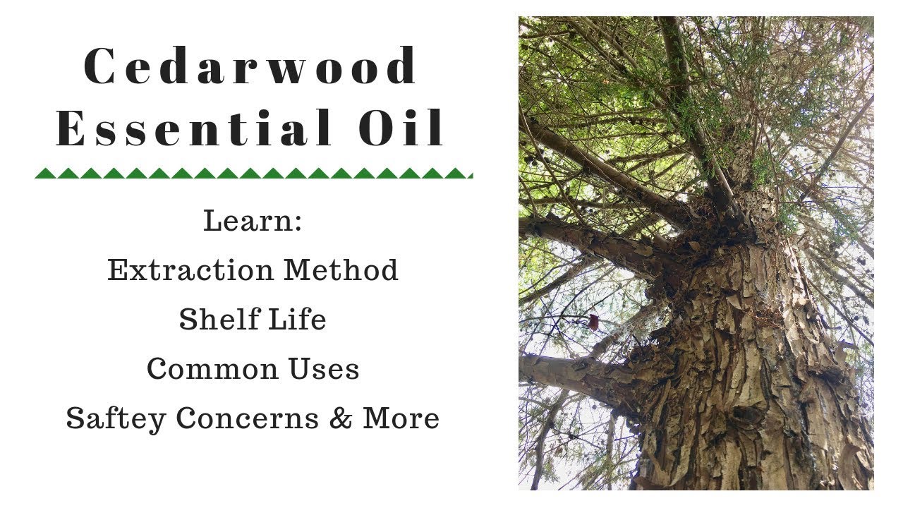 Cedarwood Essential Oil - YouTube