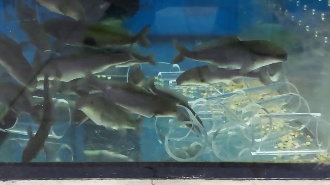 Mormyrus rume 7-9cm 剛果短吻海䐁 - YouTube