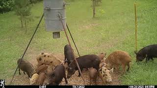 BROWNING TRAIL CAMERA IMAGES  - Wildlife at the feeder. The Sporting Camp