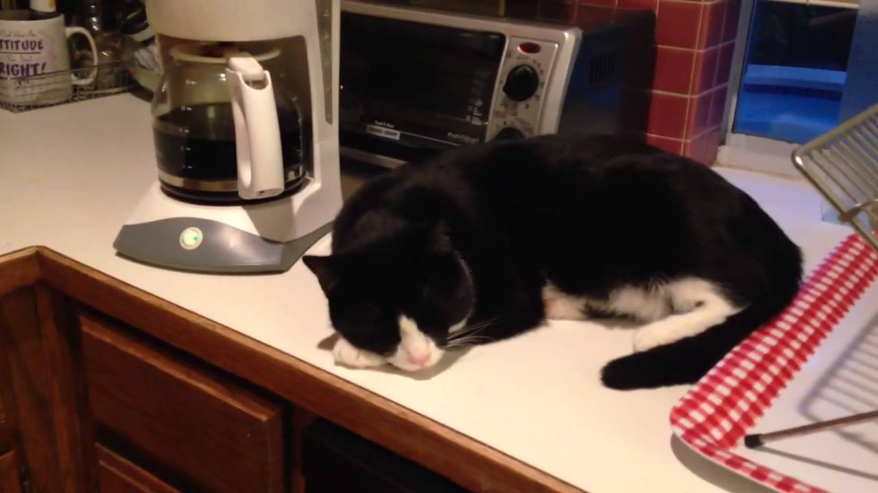 Coffee Pot Cat YouTube