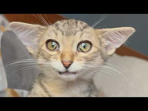 Rare condition causes cat to turn 'triangular'