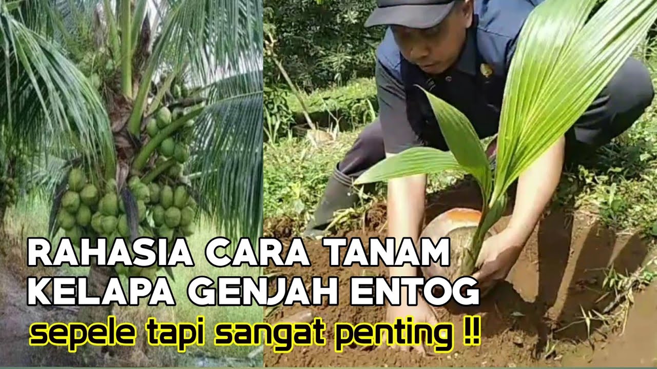 cara menanam kelapa genjah entog agar cepat berbuah