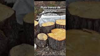 #usa #mexico #rancheras #corridos #pop #musica Viva México, California y Texas