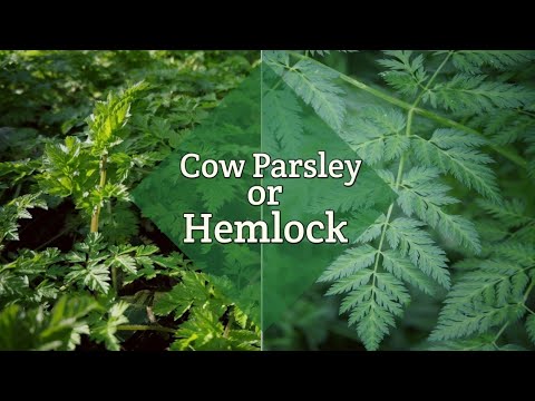 How to tell edible Cow Parsley from the poisonous Hemlock