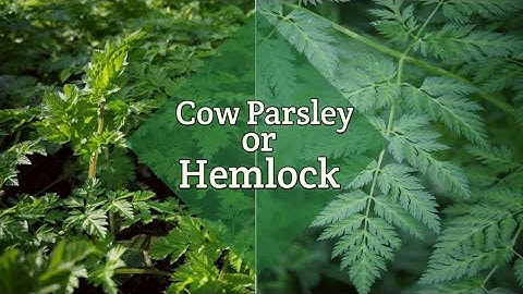 How to tell edible Cow Parsley from the poisonous Hemlock