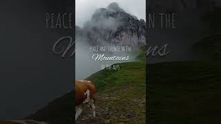 Friedliche und stille Berglandschaft in den Alpen Deutschlands und Österreichs #shorts