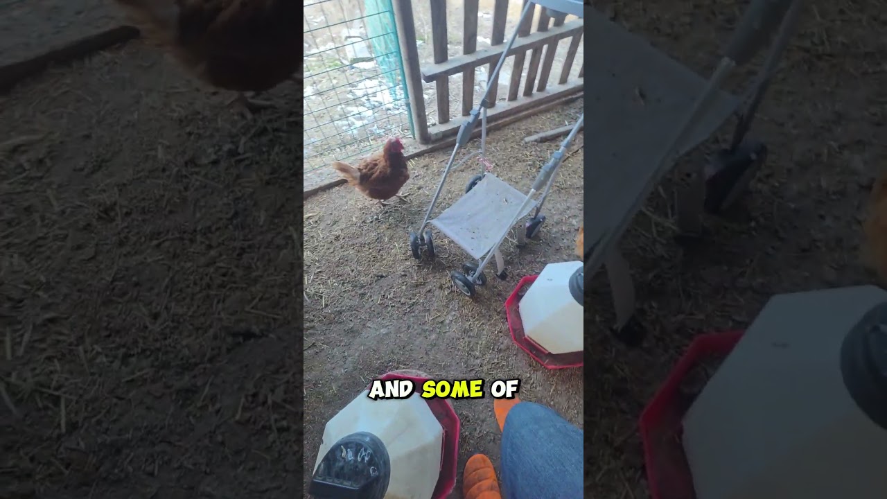 cluck clip