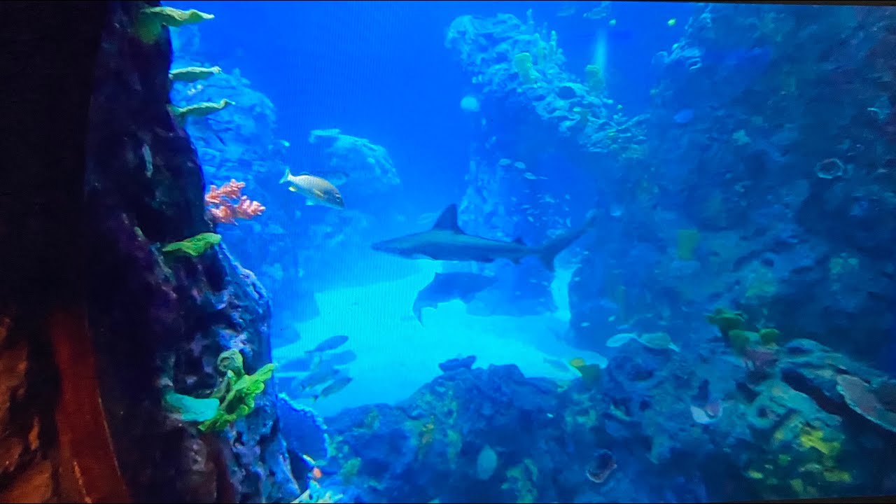 Mississippi Gulf Coast Aquarium opening weekend! YouTube