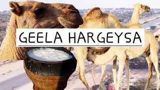 Geel Lagu Xanaaneeyo Gudaha hargeysa