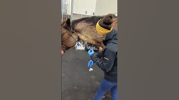Skill Group 40 IV injection equine
