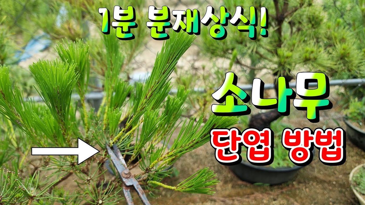 [1분 분재상식] 소나무 단엽하는 방법?? 새싹분재원TV Sprout Bonsai TV YouTube