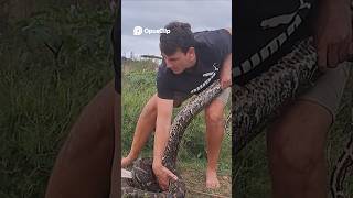 Best Place To Release A Python? #weaponsofmassconservation #snake #reptiles #python #giantpython
