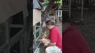 Download Lagu Kawin duduk ayam hutan hijau gagal total over galak part 1#shorts MP3