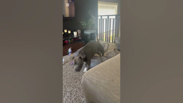 Watch the video about The animals are very playful today #cat #cute #catbreed #toyger #kitten #toygercat #bengal #pets