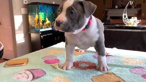 American pitbull terrier puppies for sale in texas