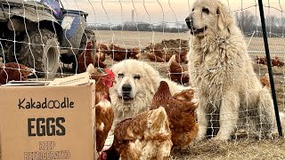 Pasture-Raised Eggs in Winter? by Kakadoodle 475 views 3 months ago 6 minutes, 19 seconds