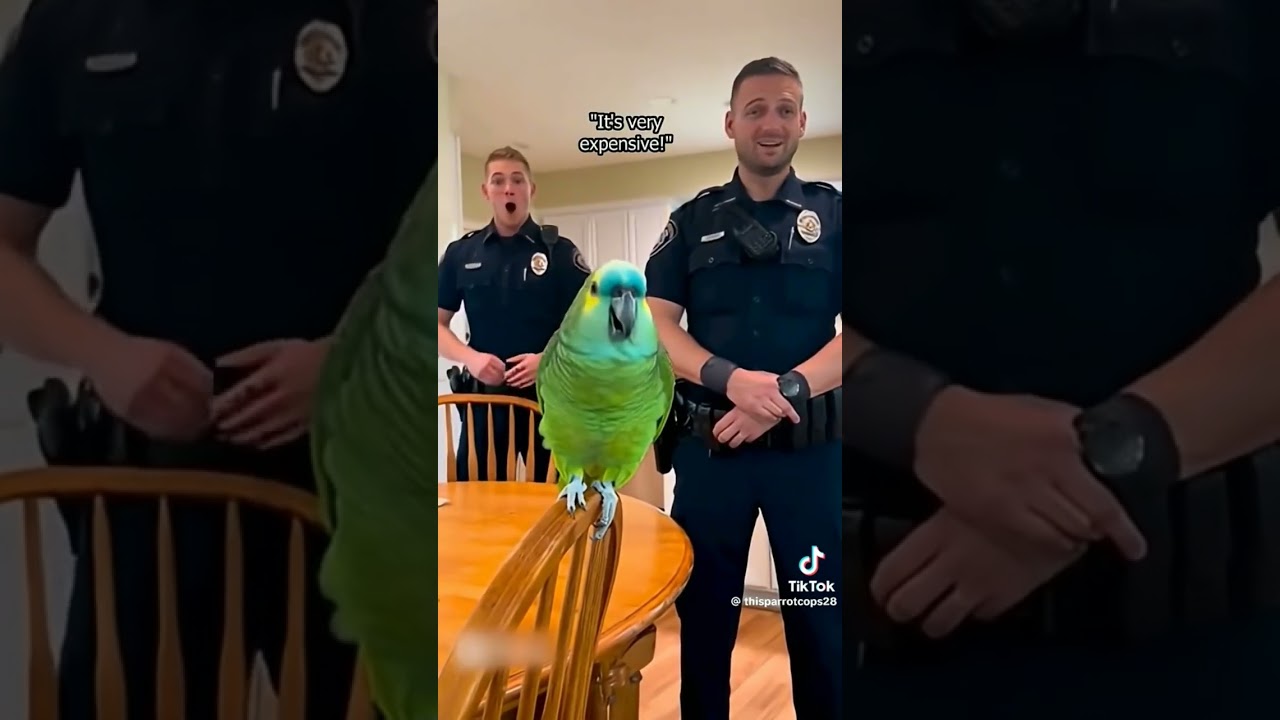 Parrots roasting cops part 2 