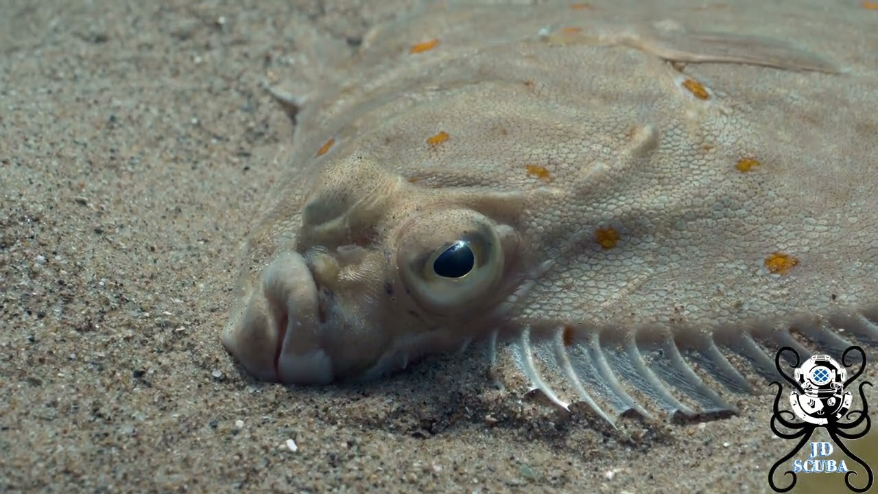 4K Close up of a European Plaice resting on the seafloor off the Welsh coast