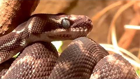 Rough scaled python snake reptiles