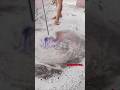 INCREDIBLE CONCRETE CLEANING  #asmr #concretecleaning #cleaning #satisfying  #deepclean #relaxing