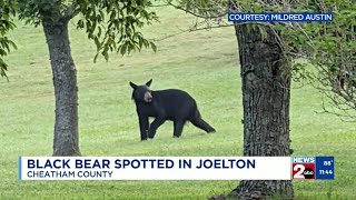 Black bear spotted in Cheatham County