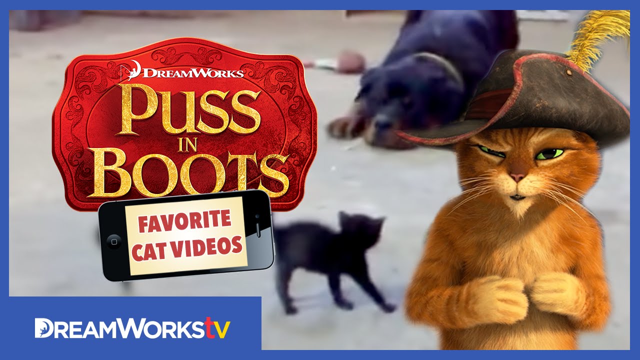Brave Kitten Stands Up to Dog PUSS IN BOOTS FAVORITE CAT VIDEOS YouTube