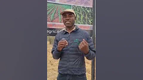 ENGLISH VERSION Seed Co Group Agronomy 85th Anniversary INSIGHTS (tip 55 of 85) #Zimbabwe 🌽 