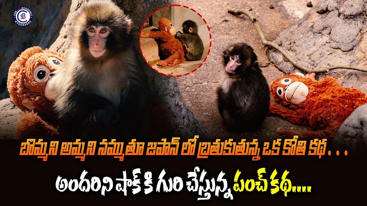 బొమ్మని అమ్మని నమ్ముతూ జపాన్ లో బ్రతుకుతున్న బ్రతుకుతున్న ఒక కోతి కథ….అందరిని షాక్ కి గురి