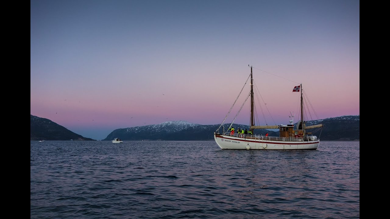 Whale watching in Tromsø, Norway 30.11.2014 - YouTube