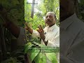 பலரும் அறியப்படாத கோல்டன் சீதா பழம் | Meet the Amazing Golden Custard Fruit: Health Boost in a Bite